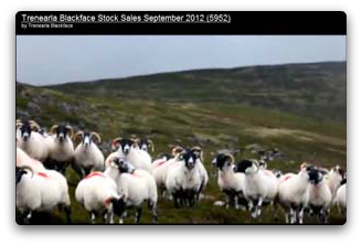 Trenearla Blackface Sheep
