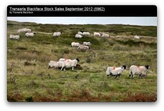 Trenearla Blackface Sheep