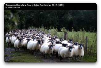 Trenearla Blackface Sheep