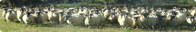 Trenearla Blackface Sheep