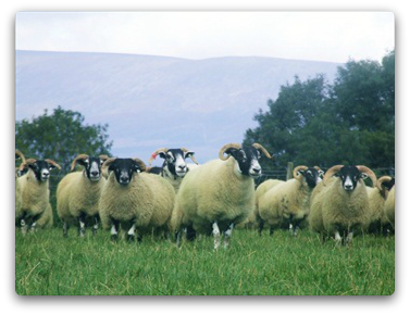 Trenearla Blackface Sheep