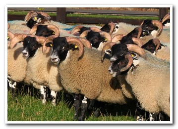 Trenearla Blackface Sheep