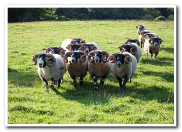 Trenearla Blackface Sheep