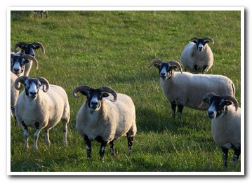 Trenearla Blackface Sheep