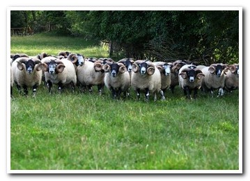 Trenearla Blackface Sheep