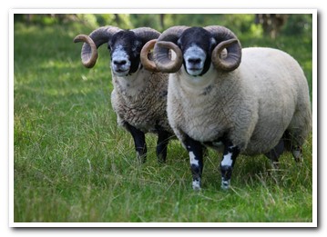 Trenearla Blackface Sheep