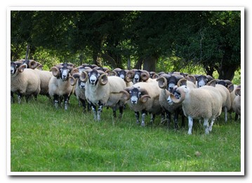 Trenearla Blackface Sheep