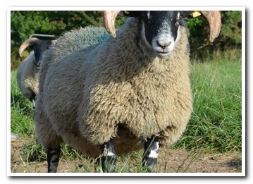 Trenearla Blackface Sheep
