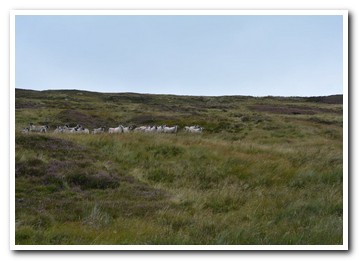 Trenearla Blackface Sheep