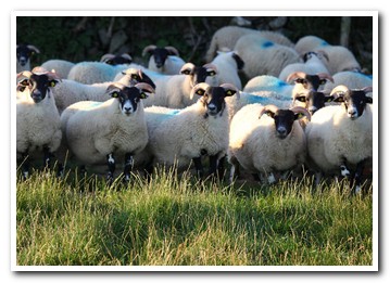 Trenearla Blackface Sheep