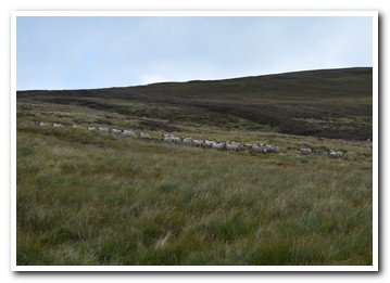 Trenearla Blackface Sheep