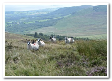 Trenearla Blackface Sheep