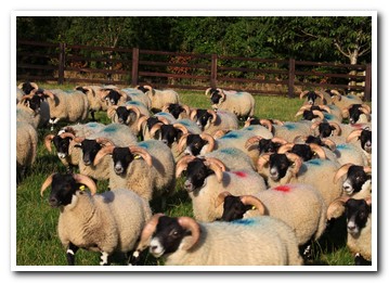 Trenearla Blackface Sheep