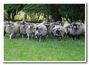 Trenearla Blackface Sheep