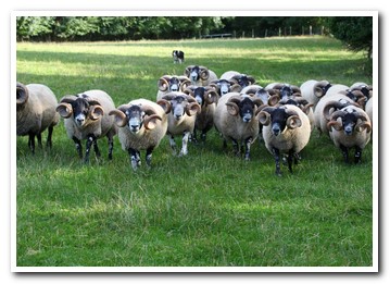 Trenearla Blackface Sheep