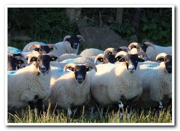 Trenearla Blackface Sheep