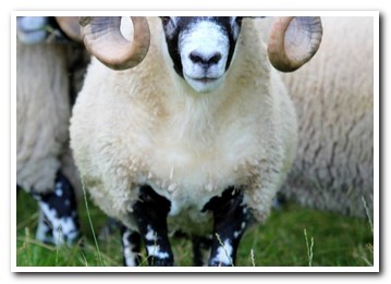 Trenearla Blackface Sheep