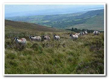 Trenearla Blackface Sheep