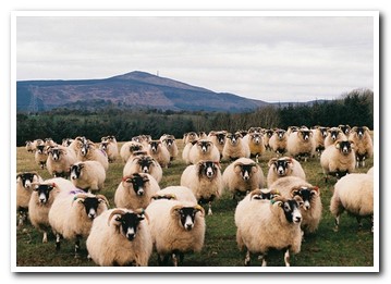 Trenearla Blackface Sheep