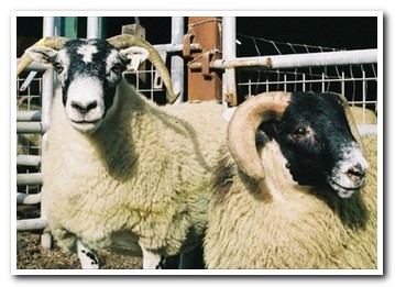 Trenearla Blackface Sheep