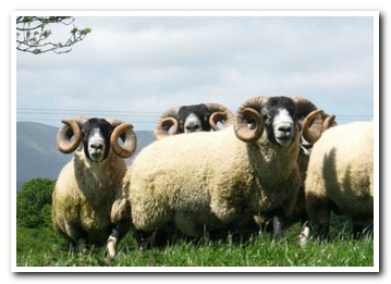 Trenearla Blackface Sheep