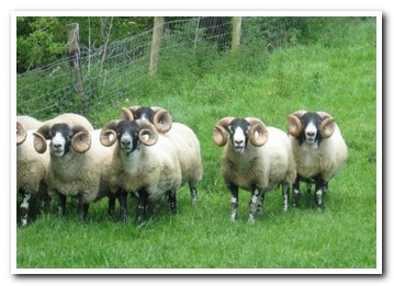 Trenearla Blackface Sheep