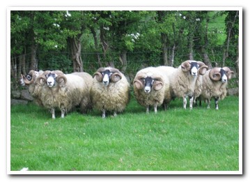 Trenearla Blackface Sheep