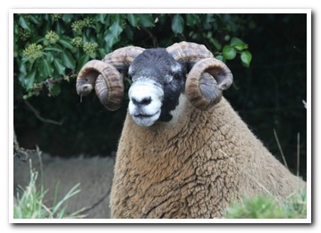 Trenearla Blackface Sheep
