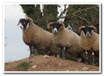 Trenearla Blackface Sheep
