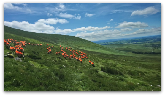 Trenearla Blackface Sheep