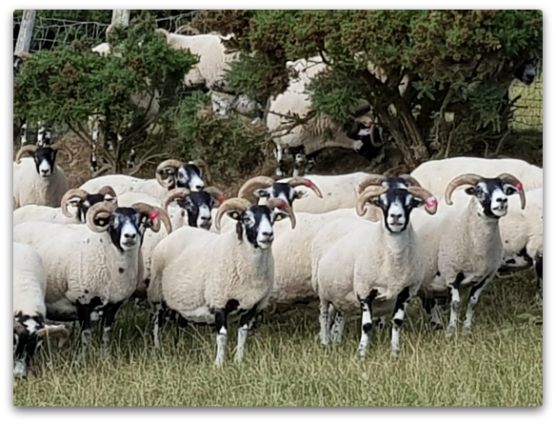 Trenearla Blackface Sheep