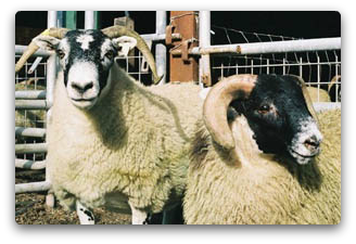 Trenearla Blackface Sheep