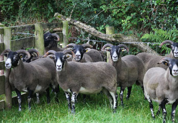 Trenearla Blackface Sheep