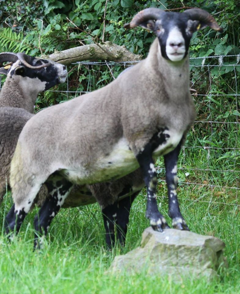 Trenearla Blackface Scottish Blackface Sheep Stock Sales
