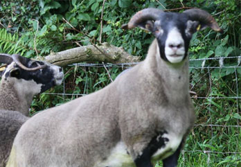 Trenearla Blackface Sheep