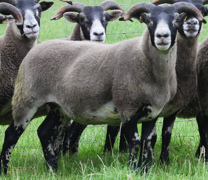 Trenearla Blackface Scottish Blackface Sheep Stock Sales