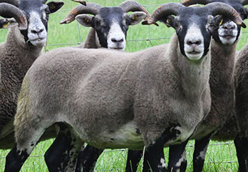 Trenearla Blackface Sheep