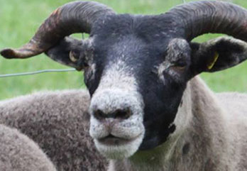 Trenearla Blackface Sheep
