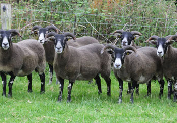 Trenearla Blackface Sheep