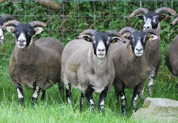 Trenearla Blackface Sheep
