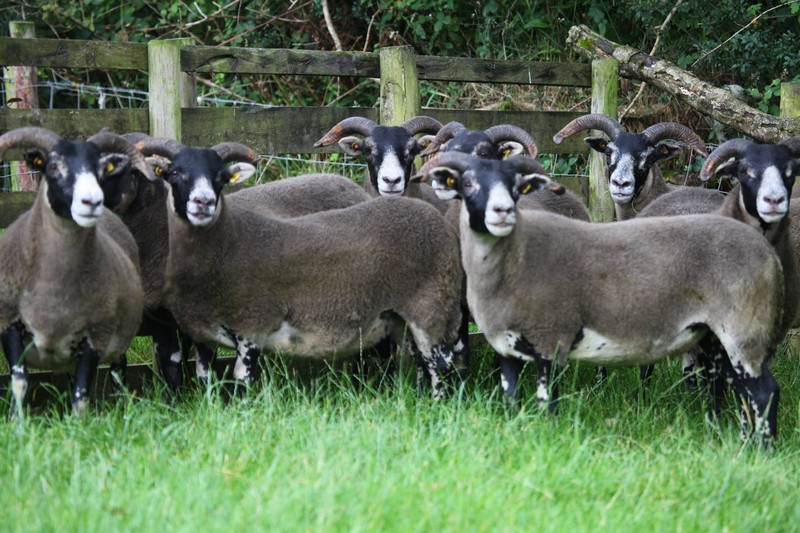 Trenearla Blackface Scottish Blackface Sheep Stock Sales