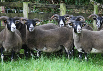 Trenearla Blackface Sheep