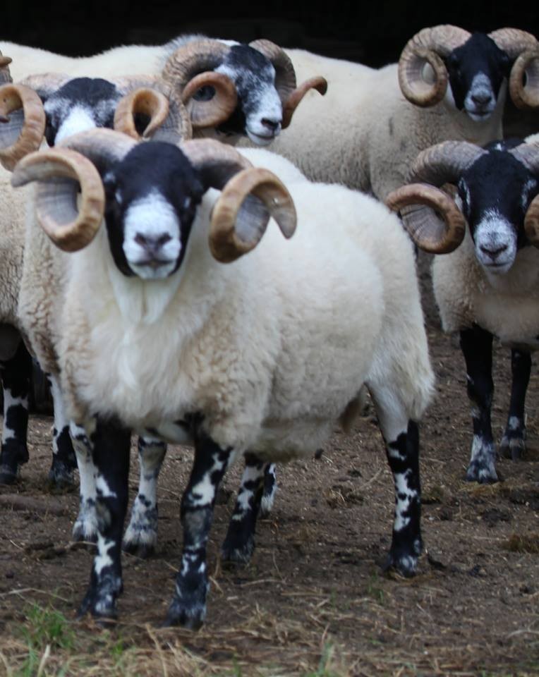 Trenearla Blackface Scottish Blackface Sheep Stock Sales