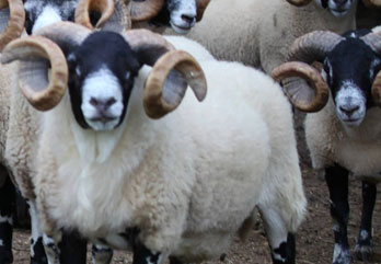 Trenearla Blackface Sheep