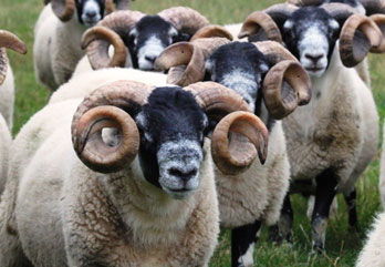 Trenearla Blackface Sheep