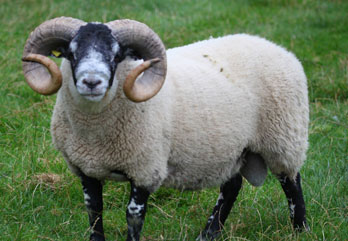 Trenearla Blackface Sheep