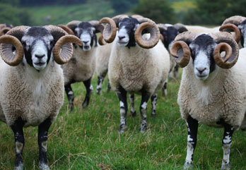 Trenearla Blackface Sheep