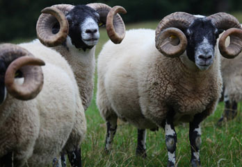 Trenearla Blackface Sheep