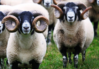 Trenearla Blackface Sheep