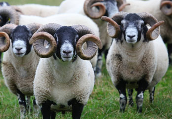 Trenearla Blackface Sheep